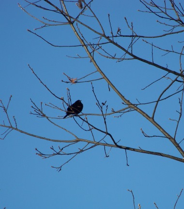 bird song at mckenna marsh