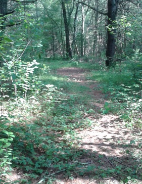 shady path in misty meadow conservation in Pembroke shady path in misty meadow conservation in Pembroke