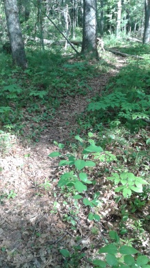 trail at misty meadows conservation area in pembroke