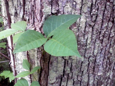 poison ivy