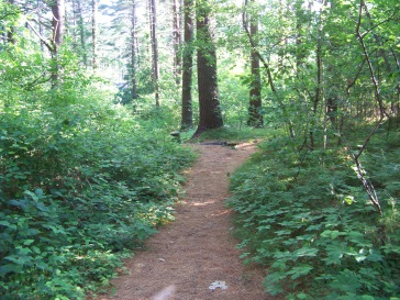 hiking trail down to crescent st at myles standish monument state reservation