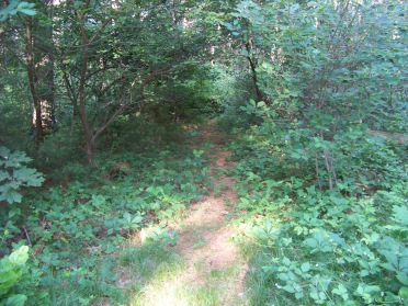 narrow start to the longest trail at myles standish monument reservation