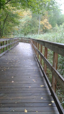 pathway boardwalk passes through marsh grasses