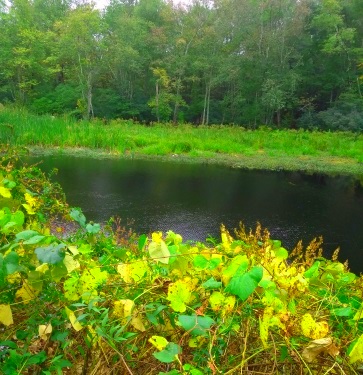 Picture Pond in early fall at Wompatuck State Park.