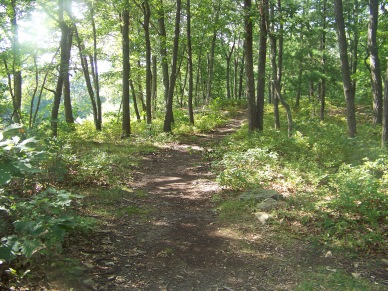side trail in pond meadow park
