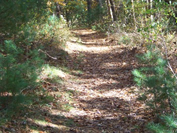 hiking trail at pudding hill in marshfield