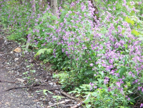 flowers on Rockland Rail Trail