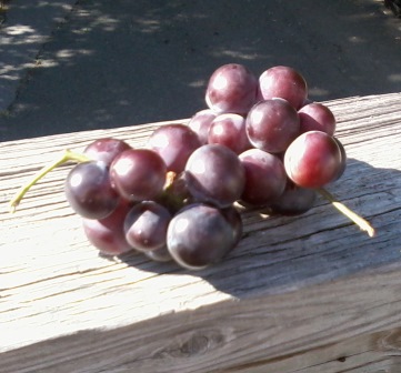 grapes picked by Rockland Rail Trail