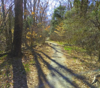 Old asphalt on the trail through the former National Fireworks property on the Rockland side.