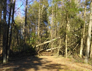 Winter storm damage on the Rockland Fireworks Trail.