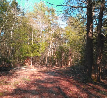 Approaching the last intersection on the Rockland Fireworks Trail.