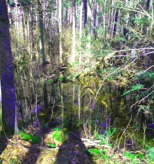 wetland along the Rockland Fireworks Trail.