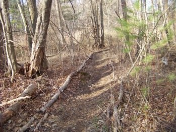 trail lined with forest material in rockland town forest