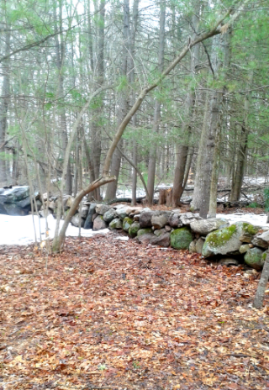 Older rock wall gets newly built up in Rockland Town Forest