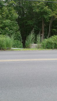 trail head area of rocky run conservation area