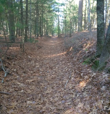 Wide cart path trail at Sawmill Conservation Area.