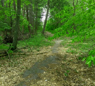 Trail intersection on Satucket Rd portion of Rockland Fireworks Trail.
