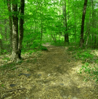 Scenic stretch of hiking trail along the Satucket Rd portion of Rockland Fireworks Trail.