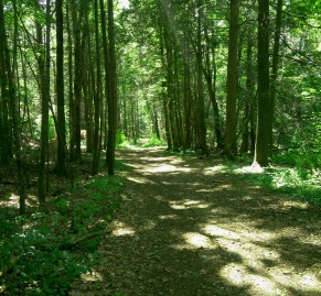 Satucket Rd portion of hiking trail meets the loop on Rockland Fireworks Trail.