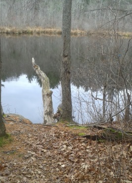 side trail to river view at tucker preserve