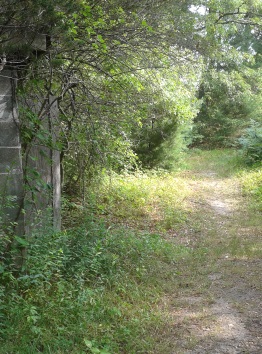 Hiking trail around old bog at silver lake sanctuary.
