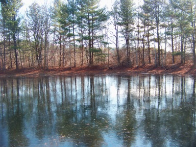 Beautiful woodland pond at Silver Lake Sanctuary