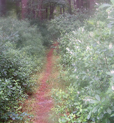 narrow trail out to duxborough trail
