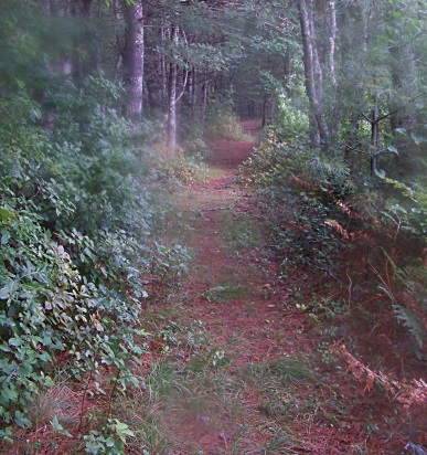 trail along the southern side of the south river bogs
