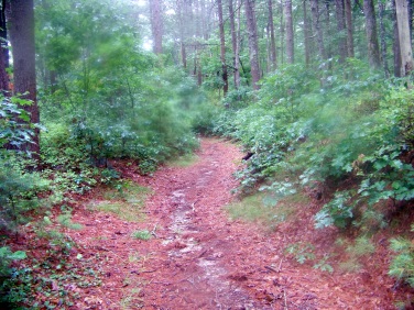 wide trail at south river bogs trail