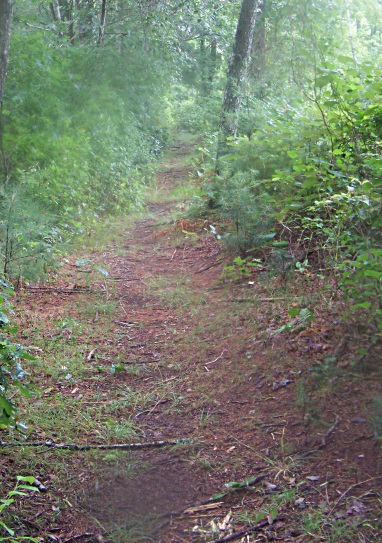 more narrow trail at far end of south river trail