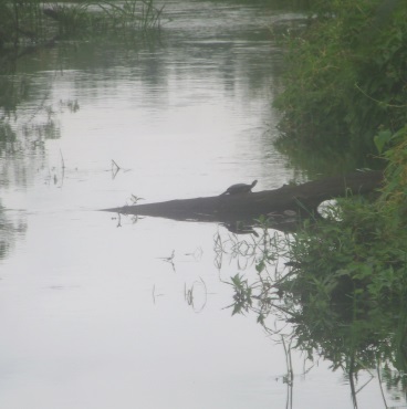 turtle in the south river