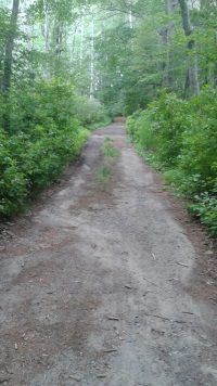 hiking trail in stetson meadows in Marshfield