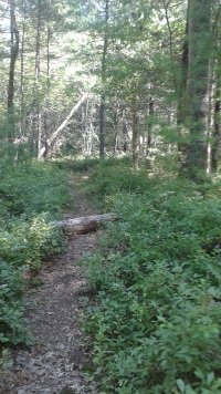 Stetson Trail in Norwell