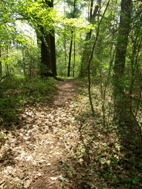 Overlook Loop trail