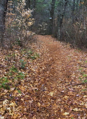 Hiking trail at Stump Brook that runs between the brook and pond. Stump Brook trail loop
