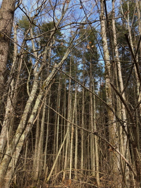 Stump Brook Sanctuary with areas that are heavy with White Atlantic Cedar. White Atlantic cedar at stump brook sanctuary.
