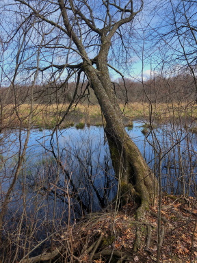 A tree along the hiking trail on the north side of Stump Brook leaning out over the water. Tree leaning out over Stump Brook.