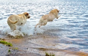 Dogs swim at Holly Pond