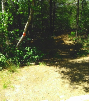 Hiking trail at Thompson Pond in Abington.