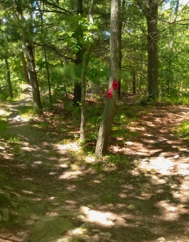 Double arrows lead the way on the Thompson Pond Trail.