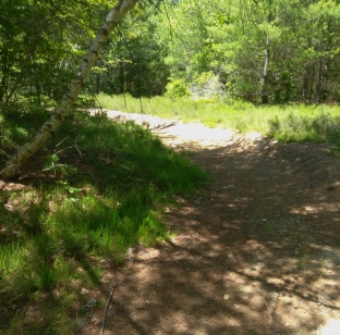 Curving trail at Thompson Pond.