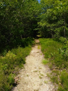 Straight narrow sandy trail leads into the forest away from Thompson Pond.