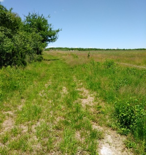 Narrow grass mown hiking trail on the Thompson Pond Trail in Abington.