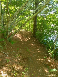 Young birches arch over the hiking trail at Thompson Pond. Young birches arch over the hiking trail at Thompson Pond.