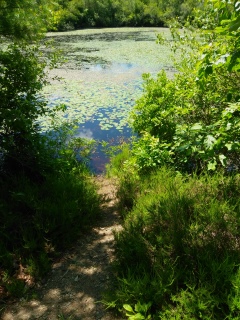 Short side trail to Thompson pond's edge.