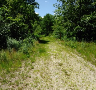 Sandy trail leading into the forest at Thompson Pond in Abington.