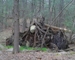 boulder held captive and suspended high  by roots of a large fallen pine tree