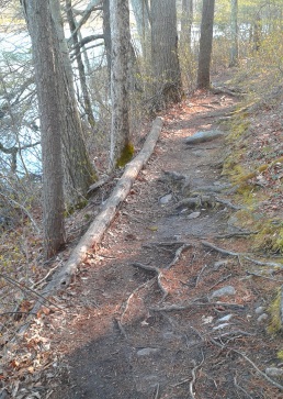 forest material supports a narrow trail