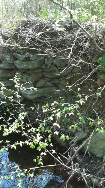 side trail to site of former dam on Indian Head River