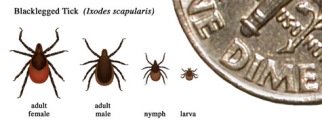 deer tick sizes